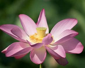 Lotus Blossom